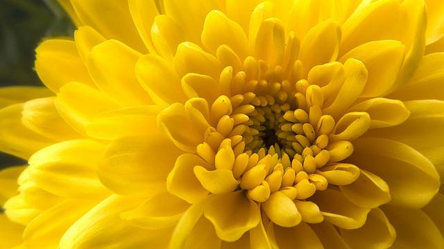 The History of Chrysanthemums